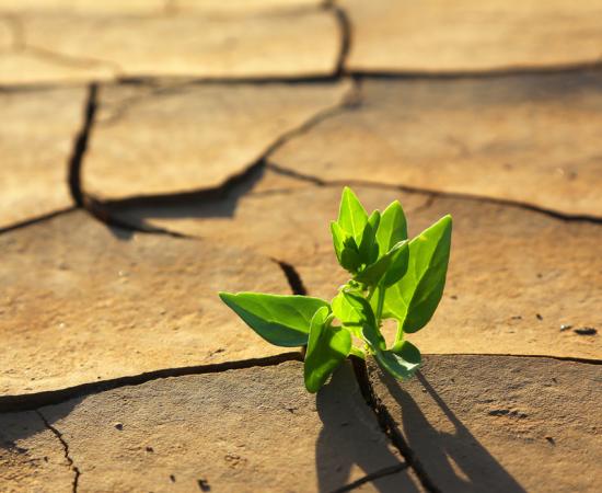 Cambio climático