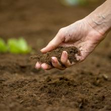 Tierra de cultivo